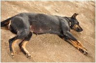Meet Lazy, the dog. 